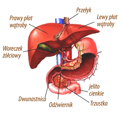 Budowa układu pokarmowego - Wątroba i żołądek